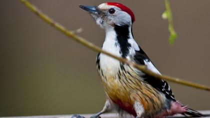Middle Spotted Woodpecker
