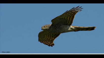 Atmaca