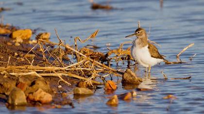 Common Sandpiper
