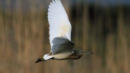 Squacco Heron