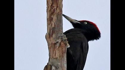 Black Woodpecker