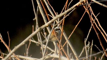 Eurasian Penduline Tit