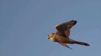 Common Kestrel