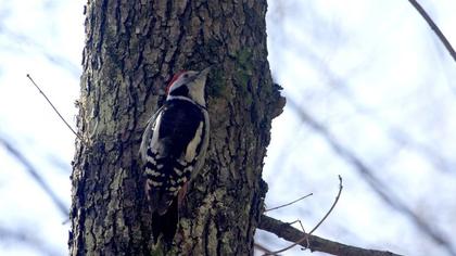 Middle Spotted Woodpecker
