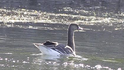 Sakarca