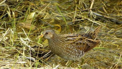 Spotted Crake