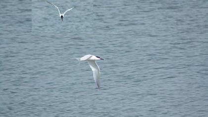 Sandwich Tern