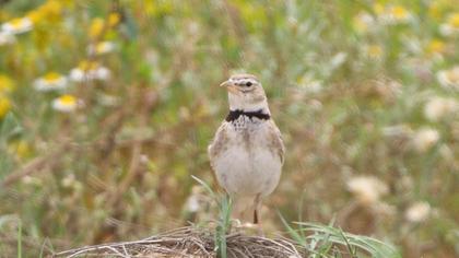 Calandra Lark