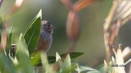 Cretzschmar`s Bunting
