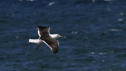 Lesser Black-backed Gull