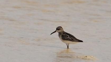 Broad-billed Sandpiper