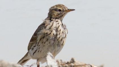 Meadow Pipit