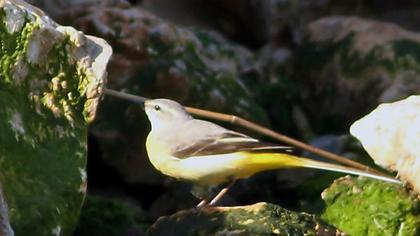 Grey Wagtail