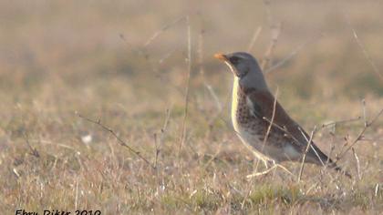 Fieldfare
