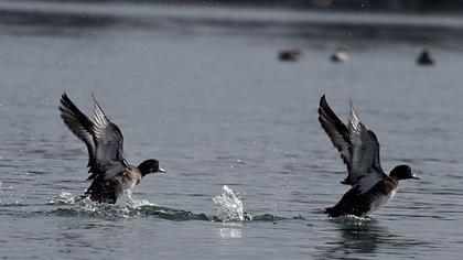 Tufted Duck