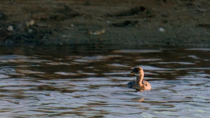 Little Grebe