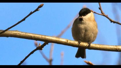 Marsh Tit
