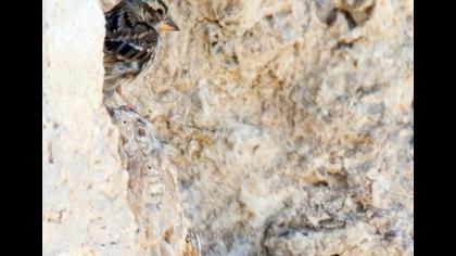 Rock Sparrow