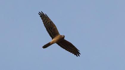 Montagu`s Harrier