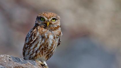 Little Owl
