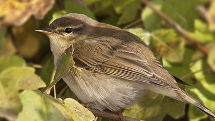 Willow Warbler