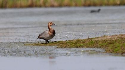 Common Pochard