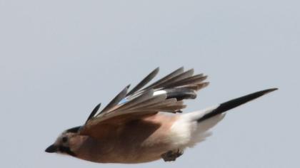 Eurasian Jay