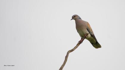 European Turtle Dove