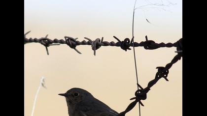 Black Redstart