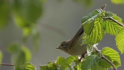 Söğütbülbülü