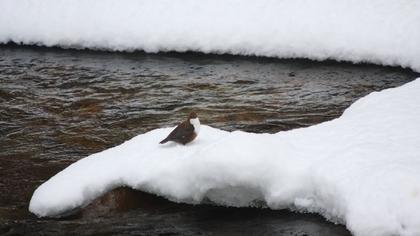 White-throated Dipper