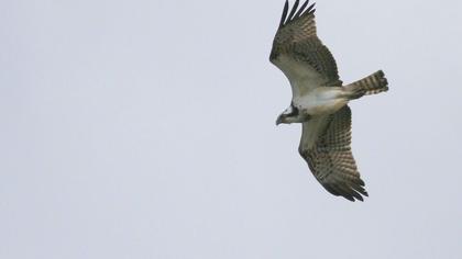 Western Osprey