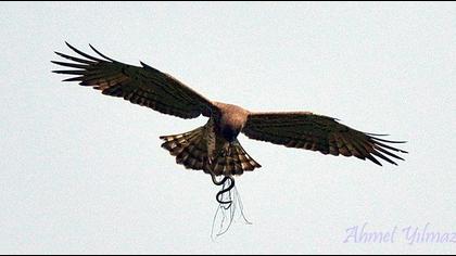 Short-toed Snake Eagle