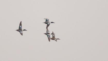 Northern Shoveler