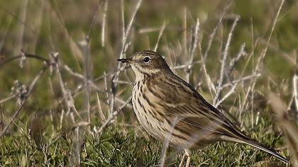 Meadow Pipit
