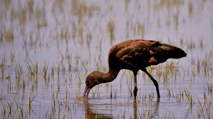 Glossy Ibis