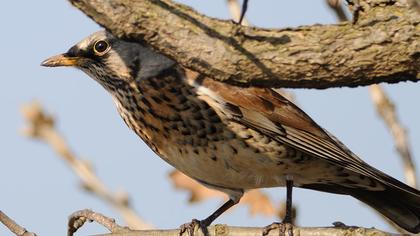 Fieldfare
