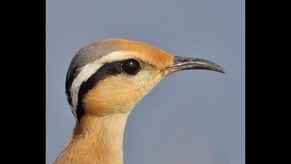 Cream-colored Courser