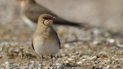 Collared Pratincole