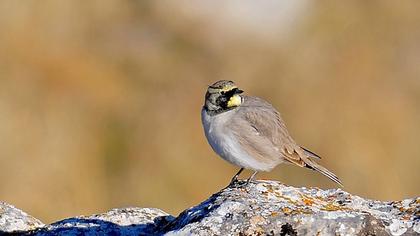 Horned Lark