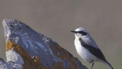Northern Wheatear