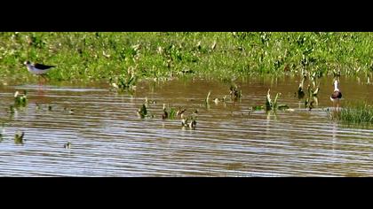 Black-winged Stilt