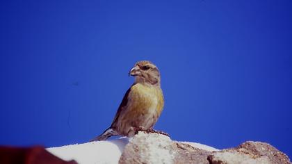 Red Crossbill