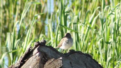 Common Sandpiper