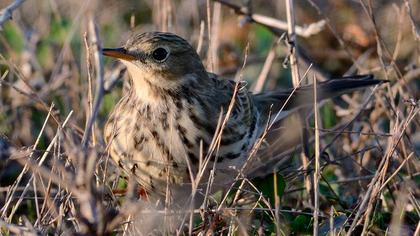 Meadow Pipit