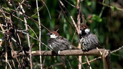 Spanish Sparrow