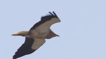 Egyptian Vulture