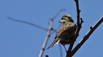 Bahçe kirazkuşu
