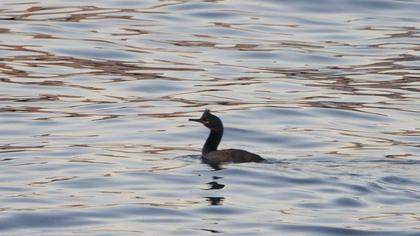 European Shag