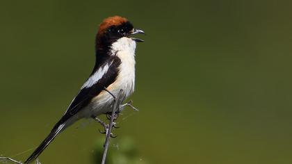 Woodchat Shrike